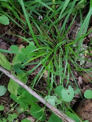 Carex corrugata