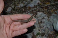 Aspidoscelis angusticeps angusticeps