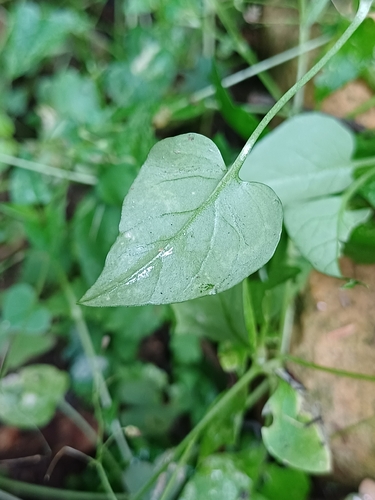 Stellaria cuspidata, photograph 3