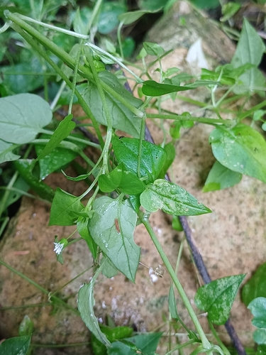 Stellaria cuspidata, photograph 4