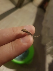 Lepidodactylus lugubris