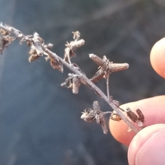 Rhopalomyia anthophila