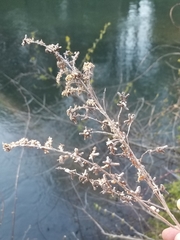 Rhopalomyia anthophila