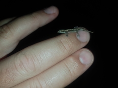 Lepidodactylus lugubris