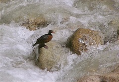 Merganetta armata armata