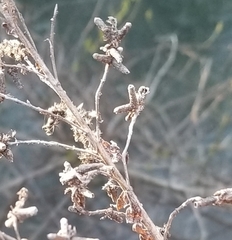 Rhopalomyia anthophila