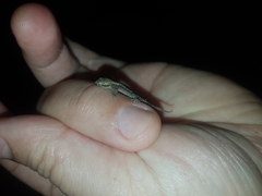 Lepidodactylus lugubris