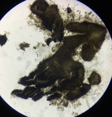 Cercophora silvatica