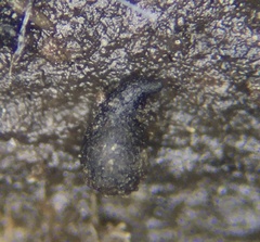 Cercophora silvatica