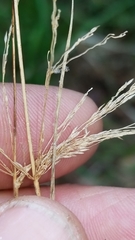 Poa sylvestris