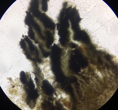 Cercophora silvatica