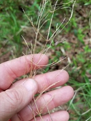 Poa sylvestris