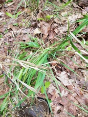 Poa sylvestris