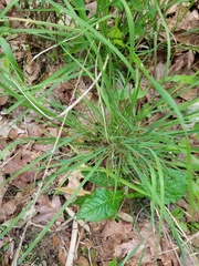 Poa sylvestris