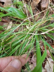 Poa sylvestris