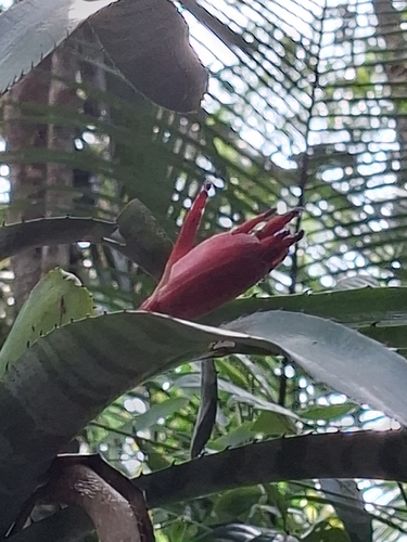 Billbergia vittata