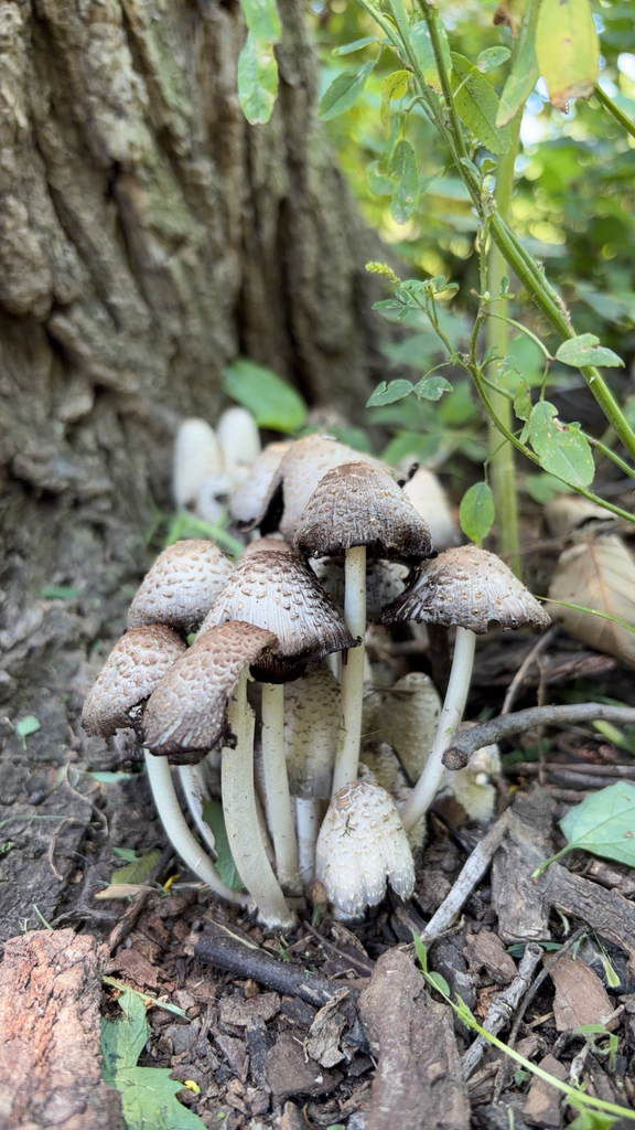 scaly ink cap