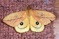 Automeris unifasciatus