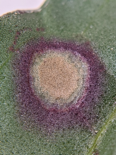 Ramularia rubella