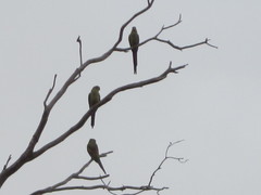 Polytelis anthopeplus