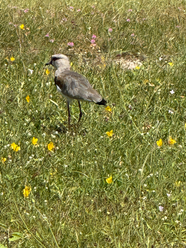 Southern Lapwing