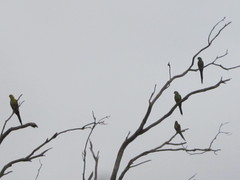 Polytelis anthopeplus