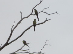 Polytelis anthopeplus