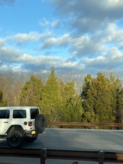 Juniperus virginiana virginiana