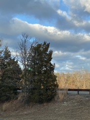 Juniperus virginiana virginiana