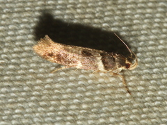 Macrobathra ceraunobola