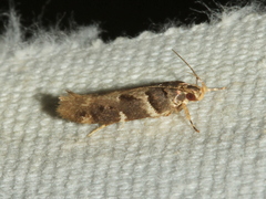 Macrobathra ceraunobola