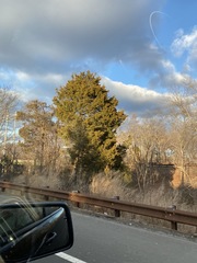 Juniperus virginiana virginiana