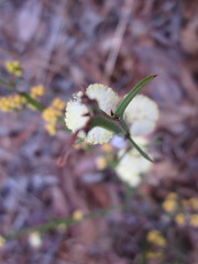 Acacia stenoptera