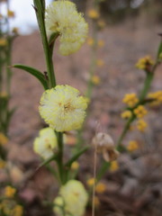 Acacia stenoptera
