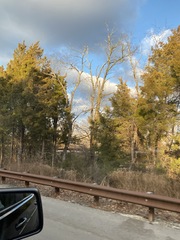 Juniperus virginiana virginiana