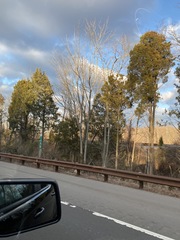 Juniperus virginiana virginiana