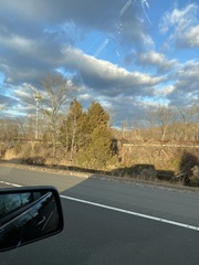 Juniperus virginiana virginiana