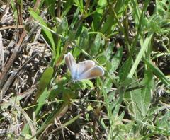 Echinargus isola