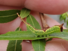 Cerurinae