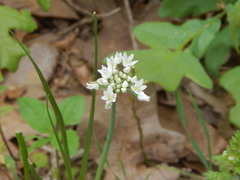 Allium fraseri