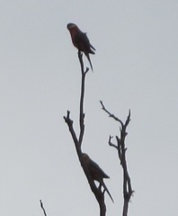 Platycercus icterotis