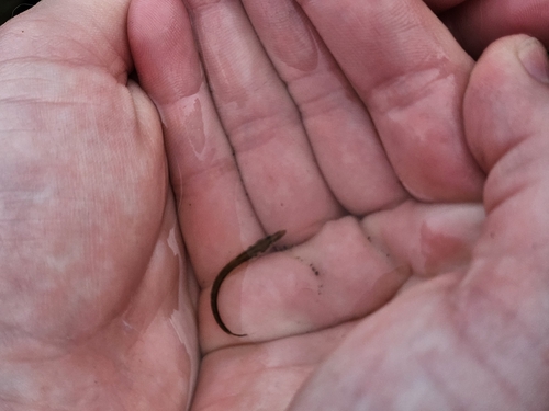 Tubenose poacher (Pallasina barbata) — Agonidae