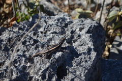 Sceloporus chrysostictus