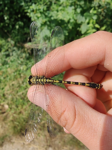 Small Pincertail