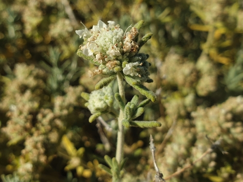 Teucrium dunense, photograph 2