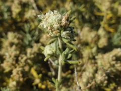 Teucrium dunense, photograph (c) Clément Maouche, some rights reserved (CC BY)