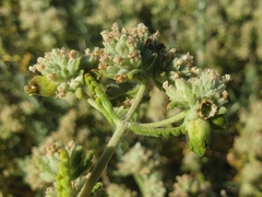 Teucrium dunense, photograph (c) Clément Maouche, some rights reserved (CC BY)