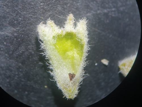 Teucrium dunense, photograph 4