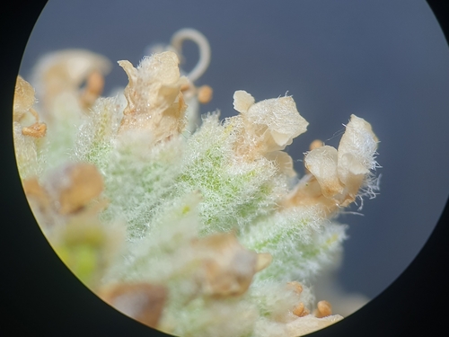Teucrium dunense, photograph 5