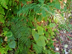 Pteris longifolia